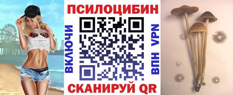 дарнет шоп Кызыл Псилоцибиновые грибы Psilocybe